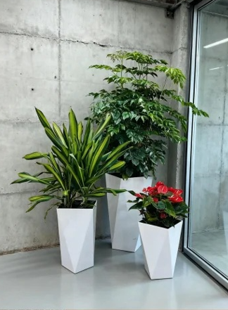海曙绿化养护植物种类-镇海绿植租摆案例-镇海绿植摆放-杭州湾花木租赁市场